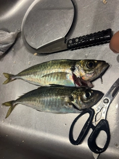 マアジの釣果
