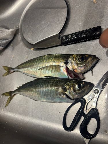 マアジの釣果