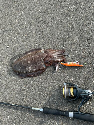 モンゴウイカの釣果