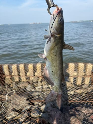 アメリカナマズの釣果
