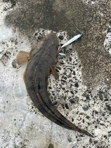 マゴチの釣果