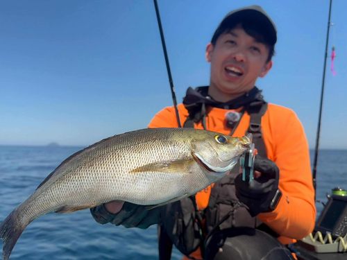 イサキの釣果