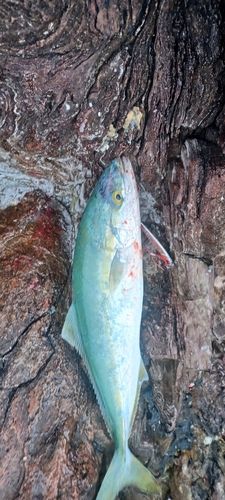 イナダの釣果