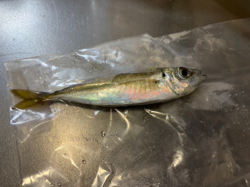 マアジの釣果