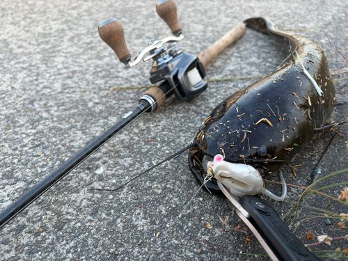 ニホンナマズの釣果