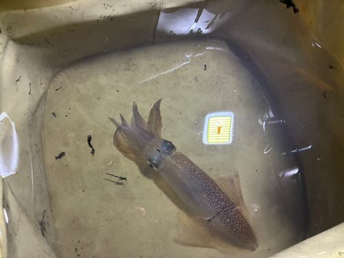 イカの釣果