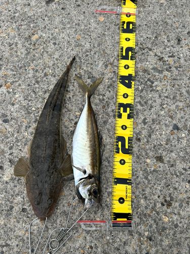釣果