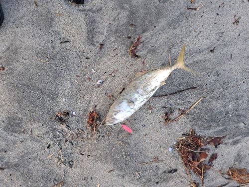 ワカシの釣果