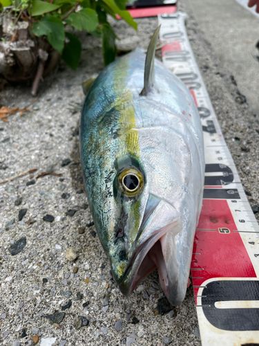 ヤズの釣果