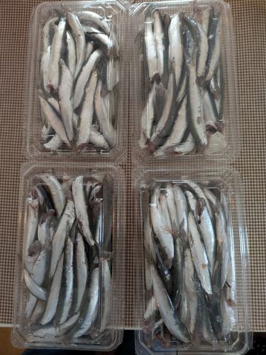 カタクチイワシの釣果