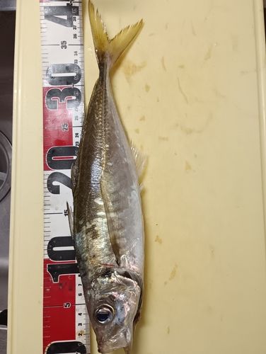 マアジの釣果