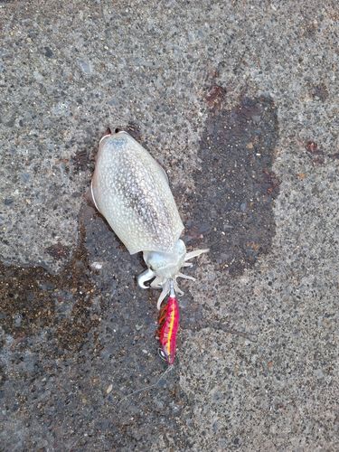 シリヤケイカの釣果