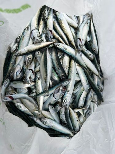 サバの釣果