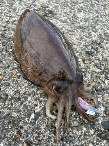 コウイカの釣果
