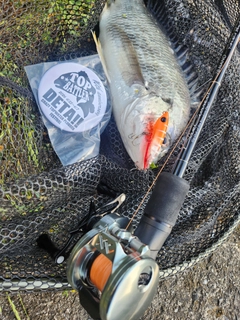 キビレの釣果