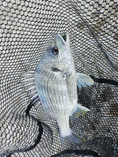 キビレの釣果