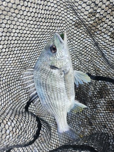 キビレの釣果