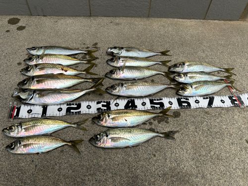 アジの釣果