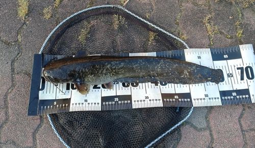 ナマズの釣果