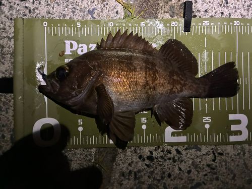 メバルの釣果