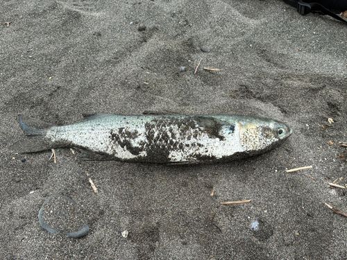 ボラの釣果