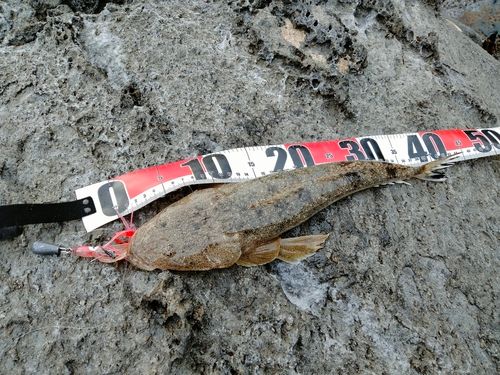 マゴチの釣果