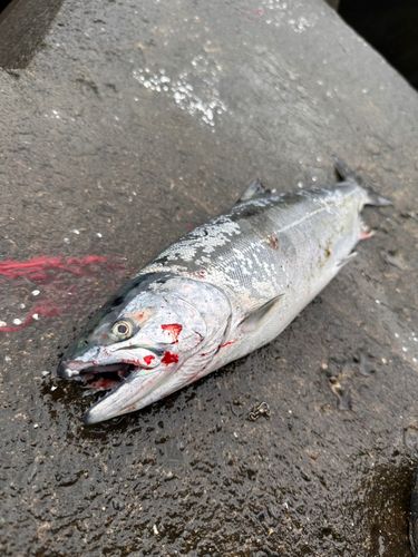 サクラマスの釣果