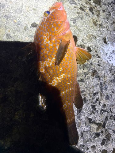 アコウの釣果