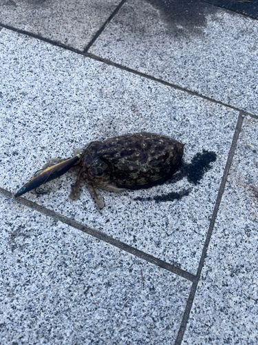 コウイカの釣果