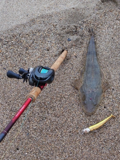 マゴチの釣果