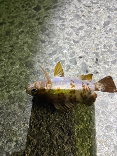 メバルの釣果