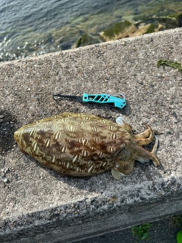 モンゴウイカの釣果