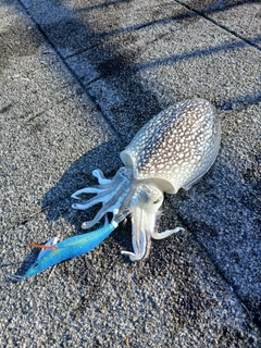 シリヤケイカの釣果