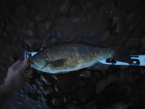 スモールマウスバスの釣果