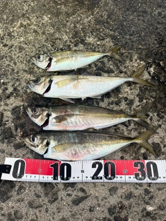 アジの釣果