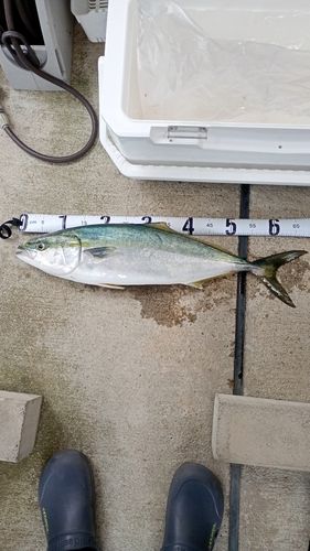 ワラサの釣果