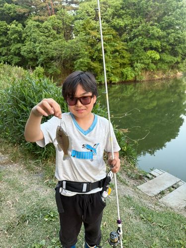 ブルーギルの釣果