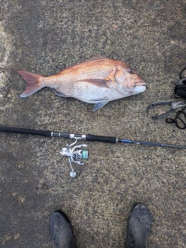 タイの釣果