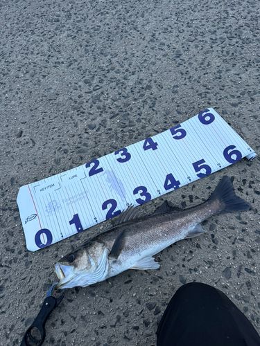 シーバスの釣果