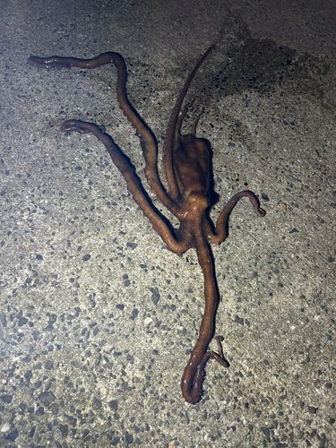 タコの釣果