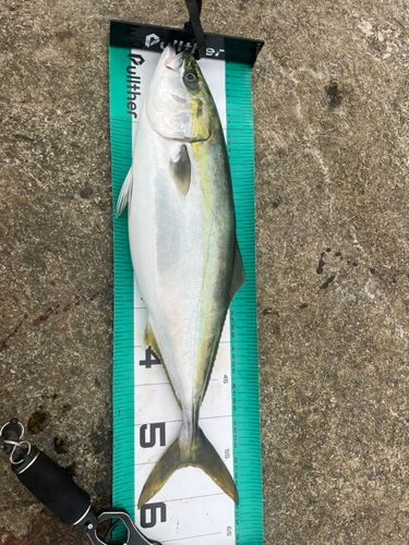 ワラサの釣果