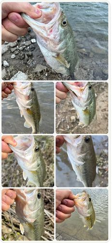 ブラックバスの釣果