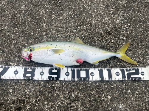 イナダの釣果