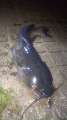 アメリカナマズの釣果