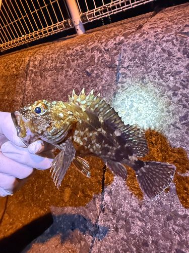 カサゴの釣果