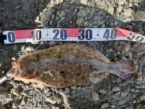 ヒラメの釣果