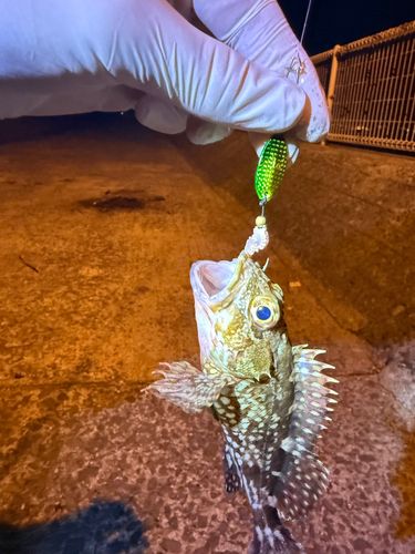 カサゴの釣果