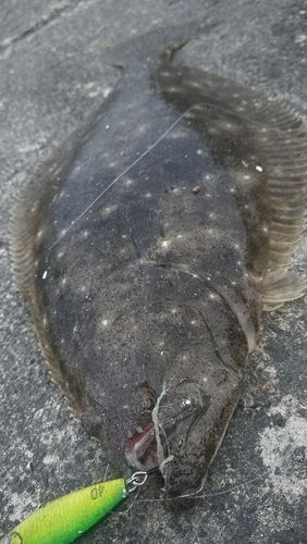 ヒラメの釣果