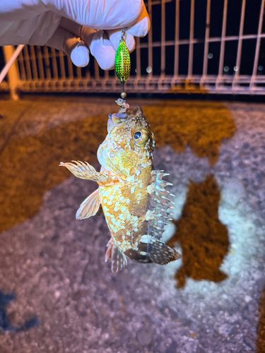 カサゴの釣果