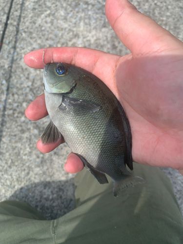 メジナの釣果